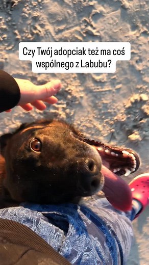 Adoptując psa decydujemy się na przyjęcie do swojej rodziny istoty z całym dobrodziejstwem inwentarza, a ten potrafi być zacny. Warto przygotować się na koszty 💰 Warto być przygotowanym na nieprzewidywalne🤨 Lekka doza paranoi się przyda. #życiezpsem #treningzpsem #myhowlstory | My howl story