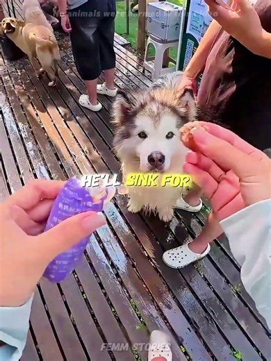 This chubby dog will do anything for a snack! 😂🦴