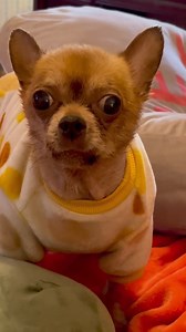 1.1K views · 229 reactions | September 30, 2022 - playtime with grovie - he was so cute in those jammies  I miss him so much | GroverStrong | Facebook