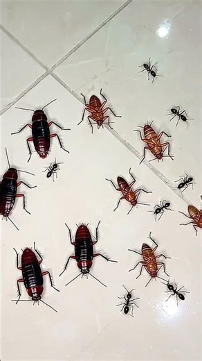 Pests eliminated with this proven mixture #pestcontrol #homemade