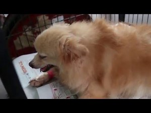 A pregnant Pomeranian has low calcium twisted neck