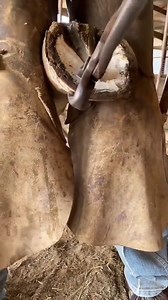 He has created skills removing horse's hoof | Animals
