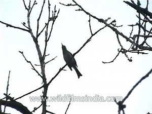 A Himalayan Black Bulbul also known as Asian Black Bulbul
