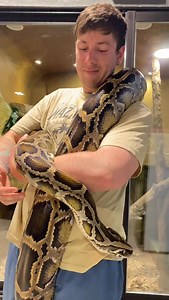 7.6K views · 1.6K reactions | Pacha es una Pitón Birmana (Python bivittatus) que forma parte de nuestra vida hace muchos años, hoy les queríamos compartir lo que significa ella para nosotros. Es un orgullo enorme que el intercambio durante tanto tiempo demuestre confianza y seguridad de su parte.  | Alternatus Uruguay | Facebook