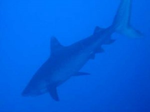 Tiger Shark at Elphinstone reef (Marsa Alam - Egypt)
