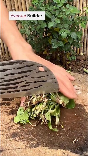 Process of collecting mature seeds from spinach plants | #shorts
