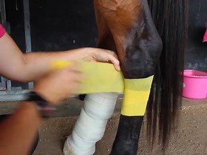 20K views · 2.2K reactions | Dr Louise explaining How to bandage a hock. #eevs#eevsvet#drlouisecosgrove#equinevet#horsevet | Exclusively Equine | Facebook