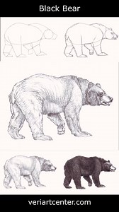 Black Bear | DRAWING PENCIL