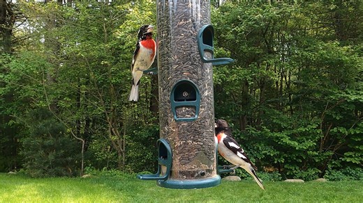 1.6K views · 229 reactions | Rose-breasted Grosbeaks | Critter Cam | Facebook
