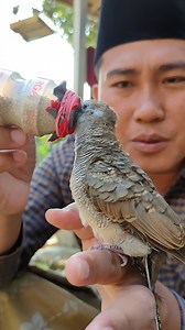 188K views · 1.9K reactions | Meloloh anakan burung perkutut begini cara nya | Pusaka burung | Facebook