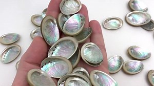 Small Mother-of-pearl Shells, Abalone, Whitebait, Abalone, Crafts, Cabinet of Curiosities, Shell Collection, Shell Jewelry, Mother-of-pearl - Etsy