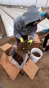 21K views · 109 reactions | Paso a paso: cómo plantar fresas de invierno con éxito六‍ | El Campesino | Facebook