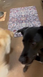 Chester and Apollo | Peters Creek Pet Boarding