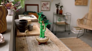 LEGO Botanicals Lucky Bamboo 10344 Building Set Showcase