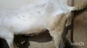 No# 03-24-497-17-43 Rajanpuri pure Goat 2nd timer 3 weeks pregnant Location Lahore #rajanpurigoat #chiraghgoatfarm #fbreels #fbviral #fbviralreels #fbviralvideo | Chiragh Goat Farm -CGF
