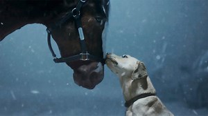 That adorable dog in the Budweiser Super Bowl ad? It belongs to a famous celebrity couple
