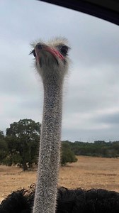 We sure love our VERY friendly Ostriches!✨ #ostrich #drivethrusafari #wildliferanchtexas #newbraunfels #sanantonio #giraffeencounter #TexasHillCountry | Natural Bridge Wildlife Ranch