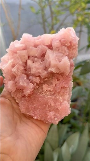 Pink Halite✨ #crystals #minerals #specimen #crystalshop #halite #pinkhalite #crystalcollection