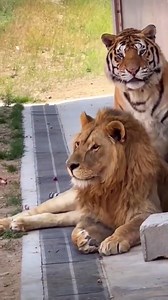 3.5K views · 99 reactions | Los tigres son animales solitarios, les encanta tener un gran espacio personal. Los leones son animales pegajosos y sociales. -- Ajajaj el leon en Thor y el Tigre el Loki  | Bellhelly: Cine Y Otros Diablillos | Facebook