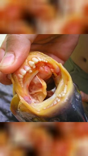 4.4K views · 31 reactions | Pacu Fish  एक ऐसी प्रजाति है‼️‼️ #plants #fish #animal | FACTS WORLD | Facebook