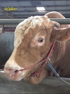 59K views · 918 reactions | Serba seerbi Sapi sapi di Setia Farm Jawa Barat..!!! | Irfan Hakim | Facebook