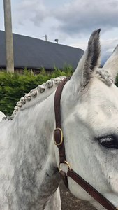 Ready to join his mum on her wedding day 💍 #professionalgroom #equinegroom #horsefyp #asmr #turnouttips #horsereels #equineblogger #satisfyingvideos #fyp #horsebarber #equestrian #horse | Prestige Equine