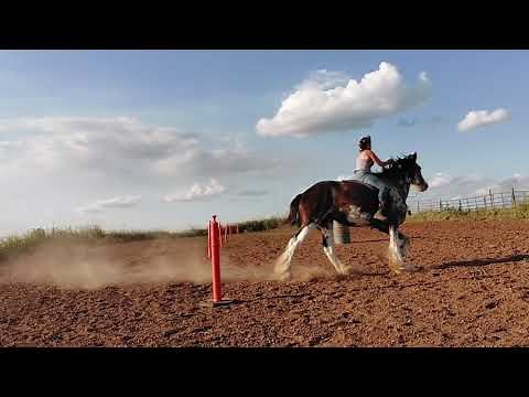Riding Diesel the Clydesdale Draft Horse Bareback