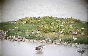 The common tern chicks are getting bigger by the day, and many are now making exploratory flights around their nesting island. With around 120 young this year it's a busy time for all! Have you seen any fledging birds in your area? ~ Nicki | Dorset Wildlife Trust