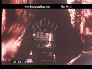 Wawona Tree 1930's. Archive film 94415