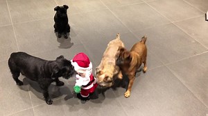 2.6K views · 302 reactions | Xmas toy for Poppa in 2018 | Bogie Brussels Griffon Page | Facebook