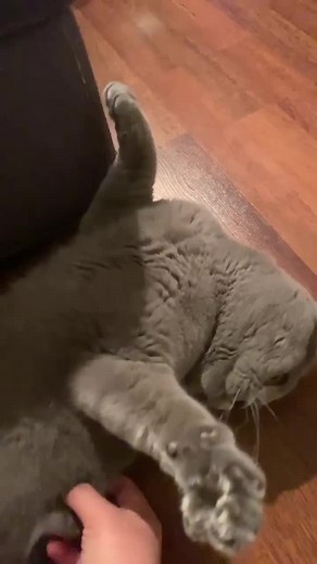 #Kuscheln￼#dubistsüß #meinekatze #แมวรัก #หมันเขี้ยว