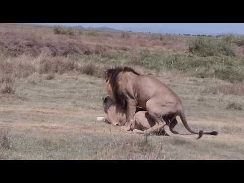 HD. L'accouplement du lion.