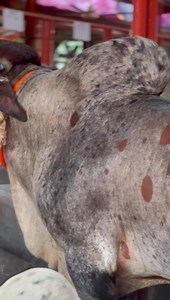 1.5K views · 83 reactions | Mash’Allah ‘Blended Oreo’ ❤️ | SS Cattle Farm | Facebook