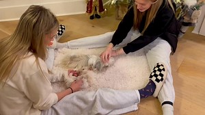 2.8K views · 38 reactions | Always entertainment around here at Princess Puppies home! www.princesspuppies.com #christmascuties #soprecious #puppylove #myannoyingpuppytalkvoice來 #shihtzulovers | Princess Puppies | Facebook