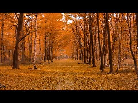 Green Screen Falling Maple Leaves Effect / Overlay
