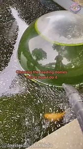 2.2M views · 10K reactions | Satisfying cleaning of fish feeding domes | Joyful | Facebook
