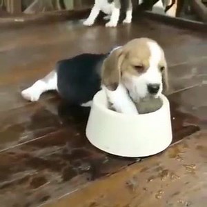 18 reactions | Cute  | AnimalBook | Facebook