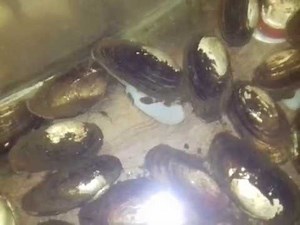 Problems, success and market of pearl farming in India