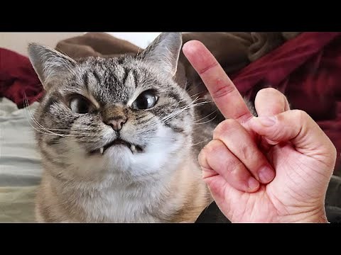 Cat Reaction to Middle Finger 🐱 Funny Cats Hate Being Flipped Off Compilation
