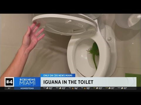 Hollywood couple discover iguana in their toilet