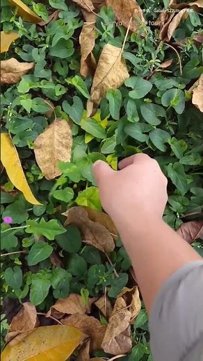 SAMSUNG note 21 ultra mobile #samsunggalaxy @suryanaturetoursn6822