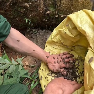 6.7K views · 193 reactions | Wild Honey Bee Removal and Relocation  | Bees Reels | Facebook