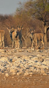 4K views · 115 reactions | Eland herd gliding across Etosha plains. #namibia #etosha #eland #safari #travel #wildlife #traveller #visitnamibia #africansafari #explore #wildlifephotography #madbookings | Nwrnamibia | Facebook