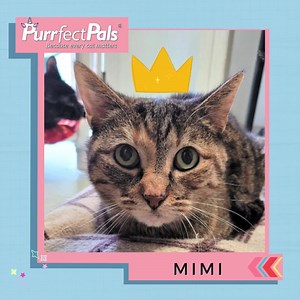 Introducing Mimi! Mimi is an introvert who finds solace in her own company. However, once she builds a bond of trust with you, she will gladly expose her belly for some warm belly rubs and happily cuddle next to you on the couch. Mimi takes great pleasure in dozing off in sun-kissed beams and engaging in playful chirping at the birds in the outdoor world. It's worth mentioning that Mimi has diabetes, but her condition is expertly managed with insulin and a carefully tailored diabetic diet. Mimi 