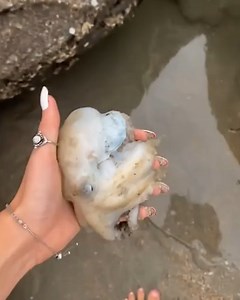 2.5M views · 49K reactions | The octopus can now swim around freely and safely | Rush Brush | Facebook