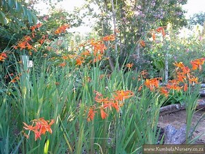 Crocosmia aurea - Alchetron, The Free Social Encyclopedia