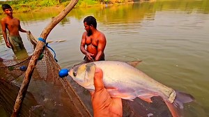 We are selling huge fishes by pulling nets in the big lake of Shet Pond Panshila | Shet Pukur Panshila Big Fish Catching | Kolkata Fishing