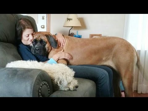 Big Dogs Who Think They're Lap Dogs😂 Funny Dog Videos