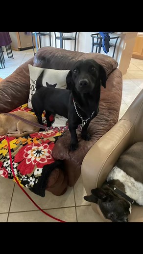 2.7K views · 35 reactions | Breed: Lab / Dachshund mix , Name:...