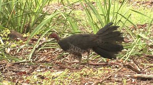 Australian Brushturkey Adult Lone Walking Australia: стоковое видео (без лицензионных платежей), 1014940699 | Shutterstock